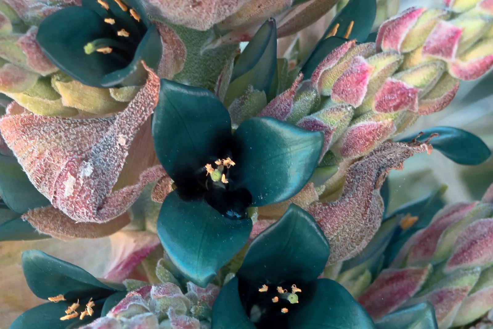 Sapphire Tower (Puya Alpestris) — creating a remarkable South American feel in a temperate landscape design; known botanically as Puya alpestris