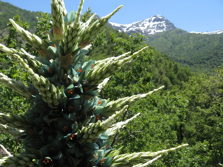 Sapphire Tower (Puya Alpestris) — and spiky leaves that can reach a width of up to 2 feet and a height between 1.5-3 feet