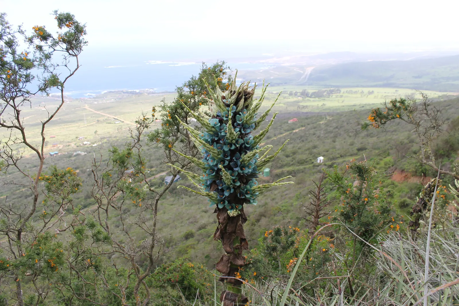 Sapphire Tower (Puya Alpestris) — silver-green leaves reaching 2-3 feet in length and armed with hooked spines along the edges