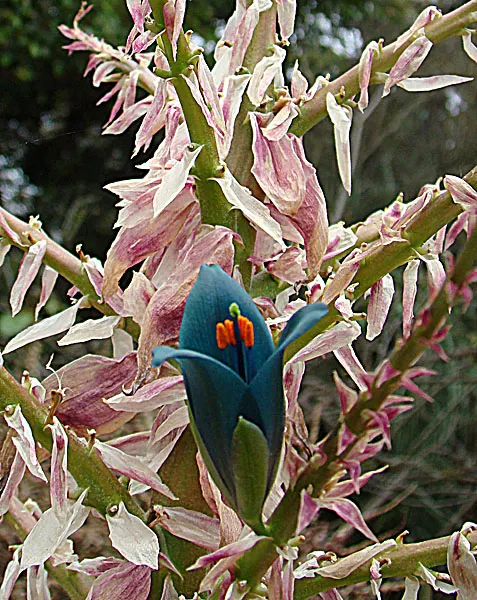 Sapphire Tower (Puya Alpestris) — Sapphire Tower produces a towering flower spike; typically flowering in late spring to early summer, image 69