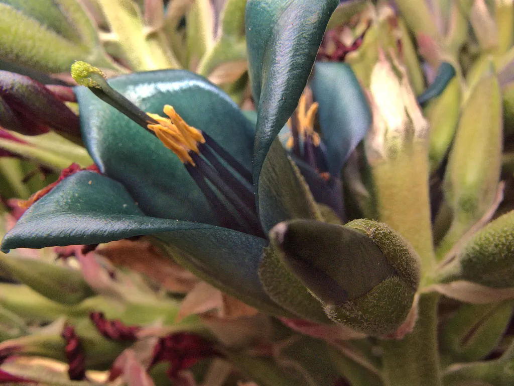 Sapphire Tower (Puya Alpestris) — creating a remarkable South American feel in a temperate landscape design
