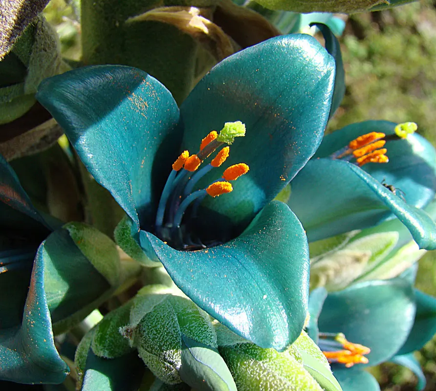 Sapphire Tower (Puya Alpestris) — It is hardy to about 20&deg;F (-6.7&deg;C) but should be protected from heavy frosts; is a strikingly unique perennial plant