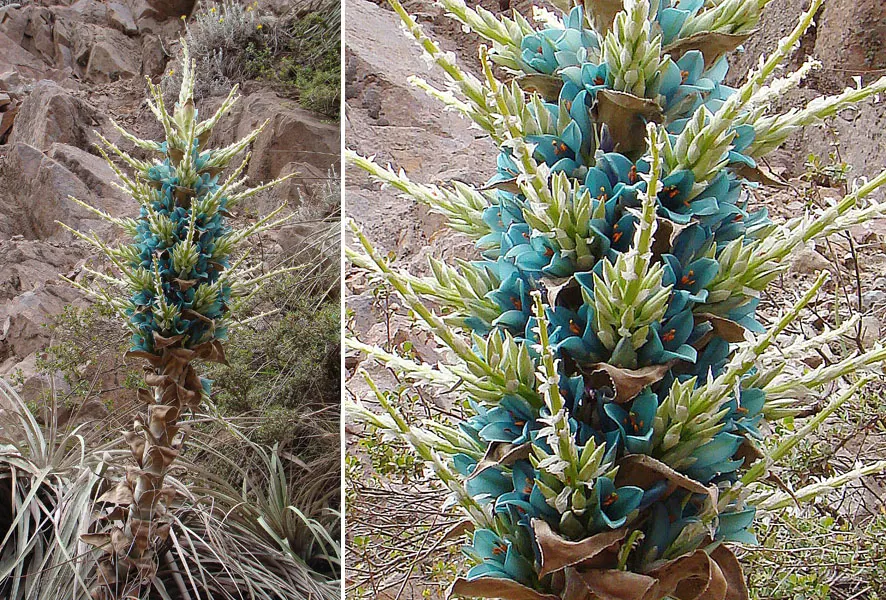 Sapphire Tower (Puya Alpestris) — The plant forms a rosette of silver-green; with its stunning visual impact and low water needs, image 66