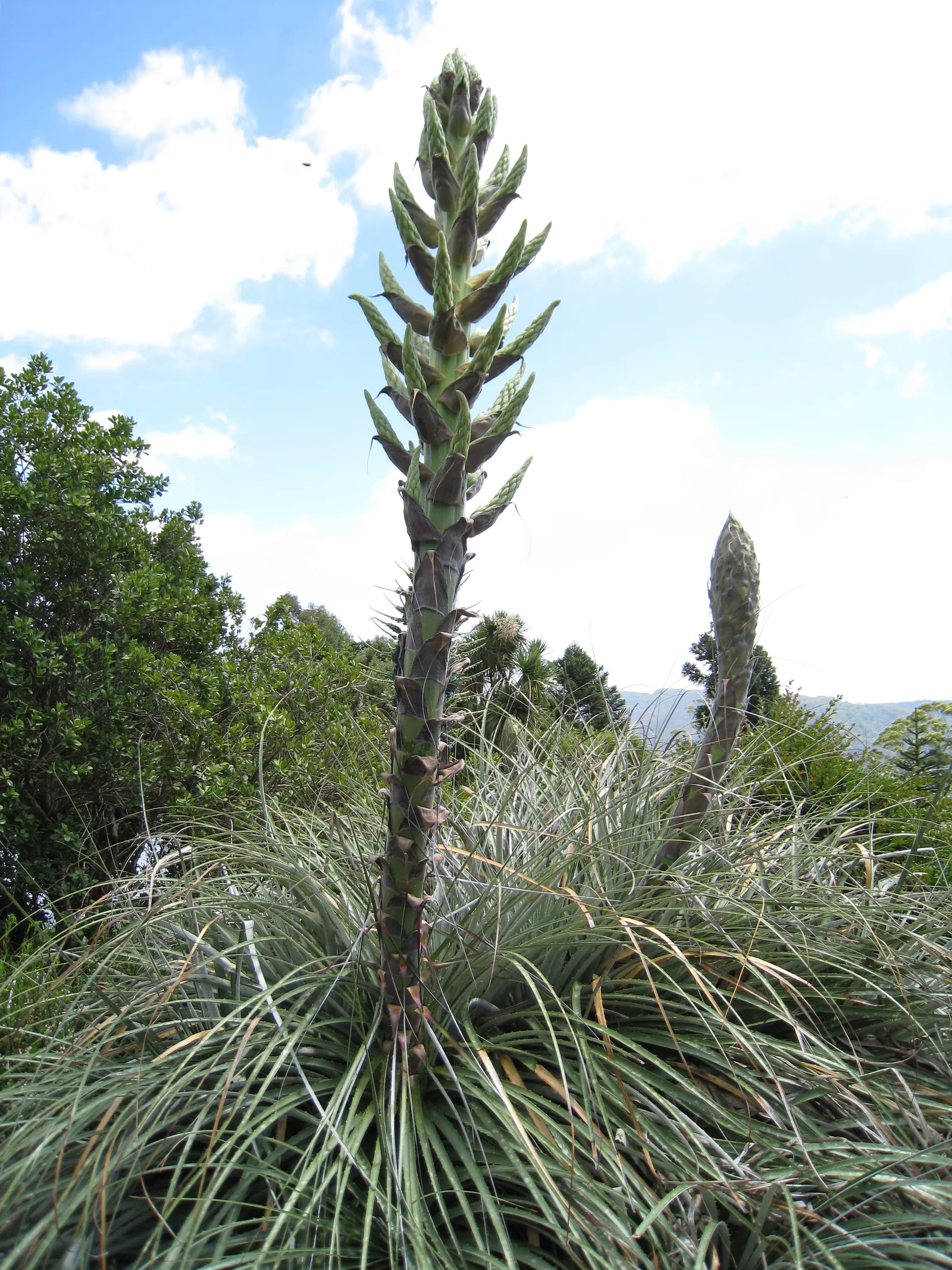 Sapphire Tower (Puya Alpestris) — It features a rosette of narrow; sapphire Tower produces a towering flower spike