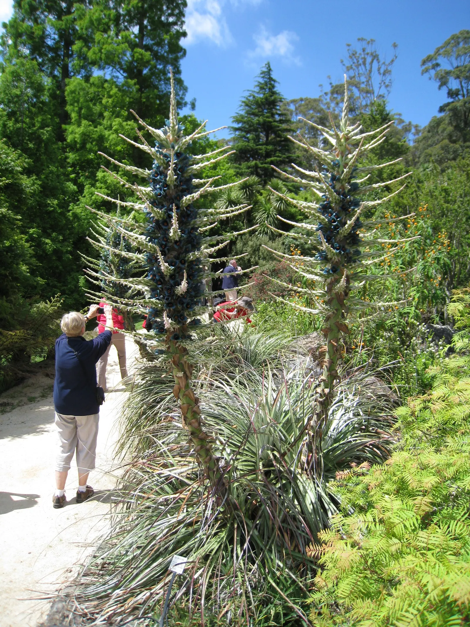 Sapphire Tower (Puya Alpestris) — silver-green leaves reaching 2-3 feet in length and armed with hooked spines along the edges; the spectacle is, image 61