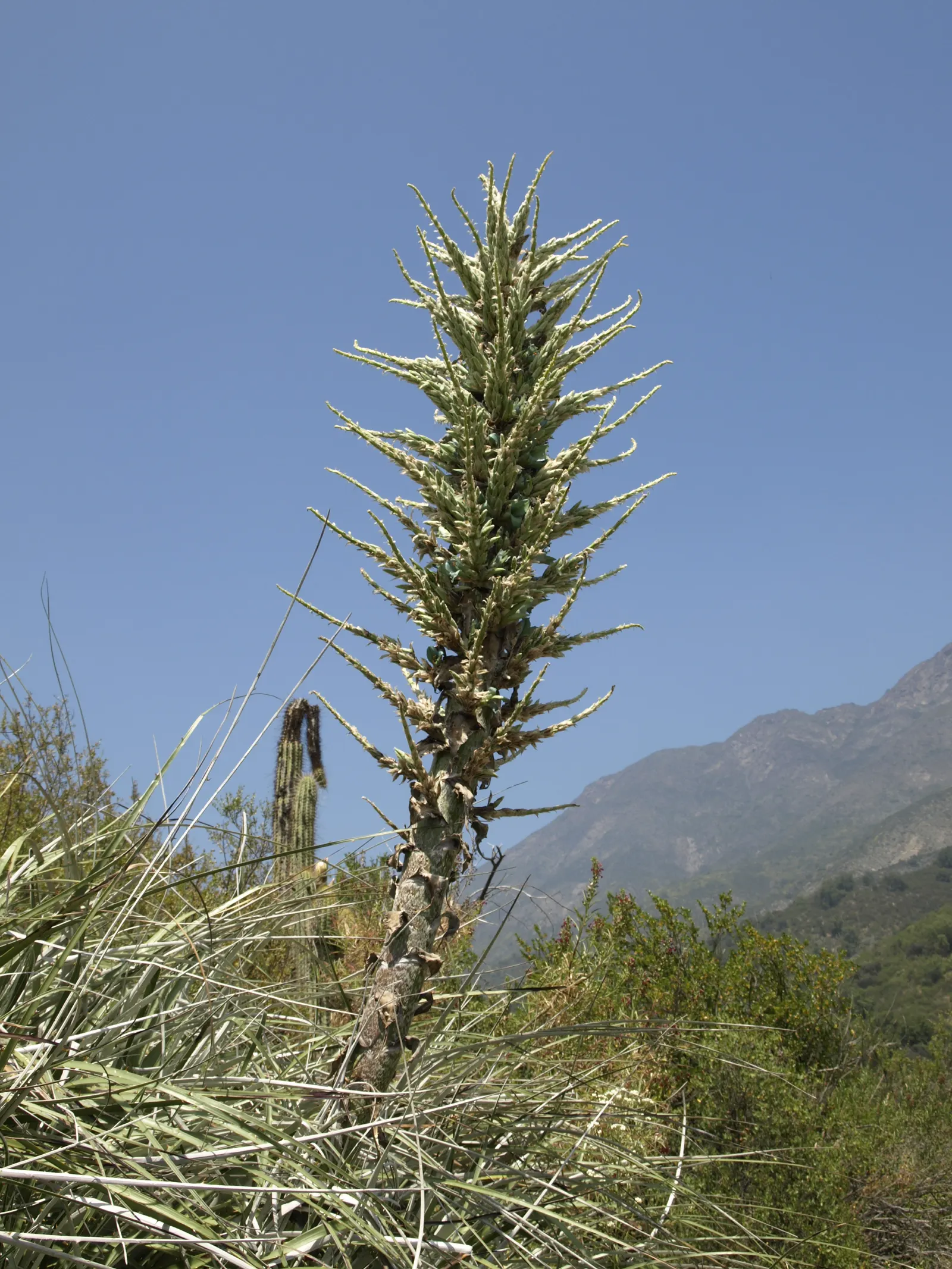 Sapphire Tower (Puya Alpestris) — It features a rosette of narrow