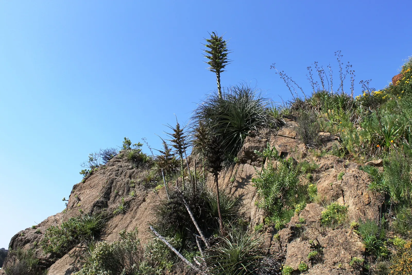 Sapphire Tower (Puya Alpestris) — It is hardy to about 20&deg;F (-6.7&deg;C) but should be protected from heavy frosts; is a strikingly unique, image 80