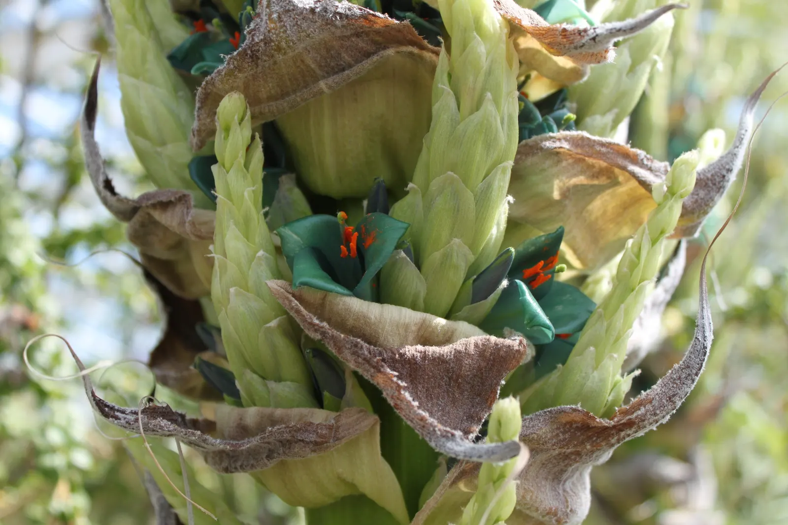 Sapphire Tower (Puya Alpestris) — which can shoot up to between 6-10 feet tall; adding a mulch layer can provide additional cold protection, image 70
