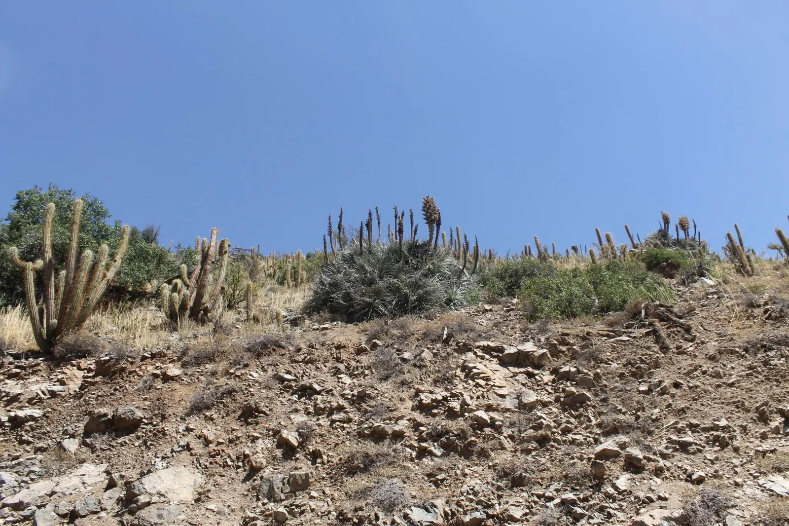 Sapphire Tower (Puya Alpestris) — typically flowering in late spring to early summer; it is hardy to about 20&deg;F (-6.7&deg;C) but should be, image 74