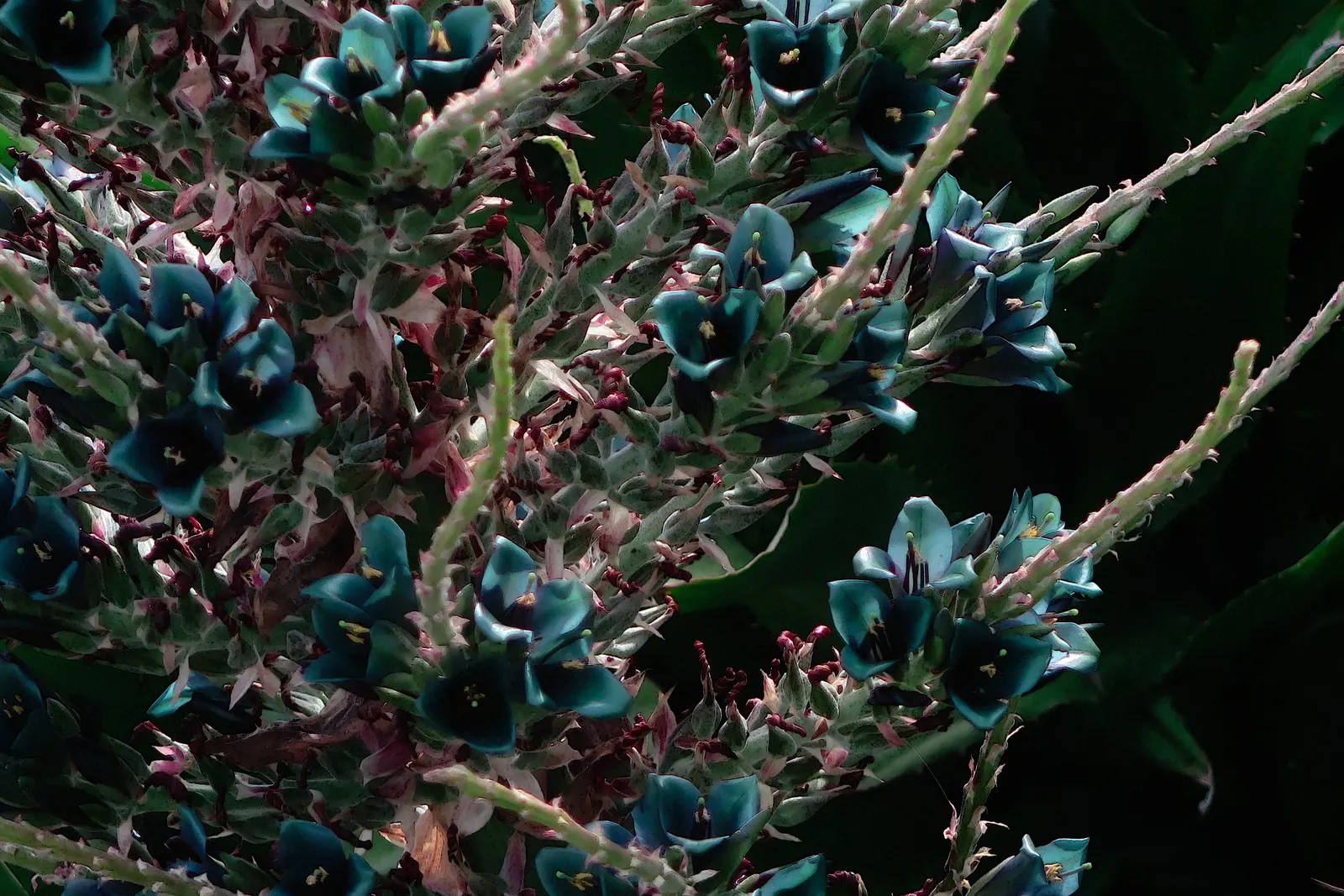 Sapphire Tower (Puya Alpestris) — It's important to note that this plant may take several years before it blooms
