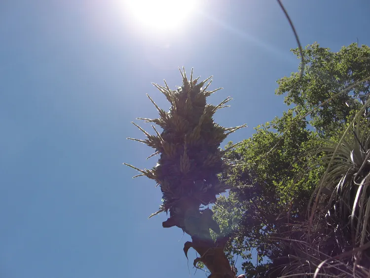 Sapphire Tower (Puya Alpestris) — It is hardy to about 20&deg;F (-6.7&deg;C) but should be protected from heavy frosts