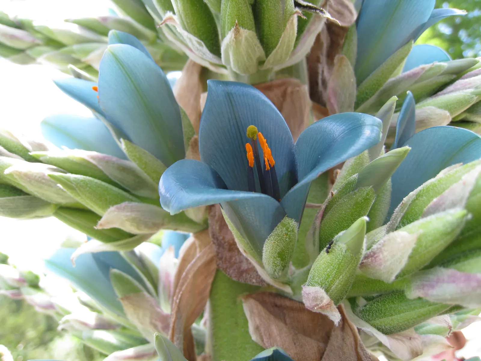 Sapphire Tower (Puya Alpestris) — a rare color combination that makes it a showstopper, image 73