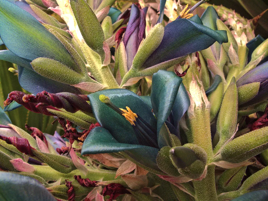 Sapphire Tower (Puya Alpestris) — which can shoot up to between 6-10 feet tall; adding a mulch layer can provide additional cold protection