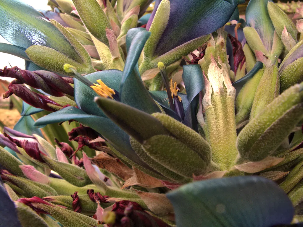 Sapphire Tower (Puya Alpestris) — The plant forms a rosette of silver-green; with its stunning visual impact and low water needs