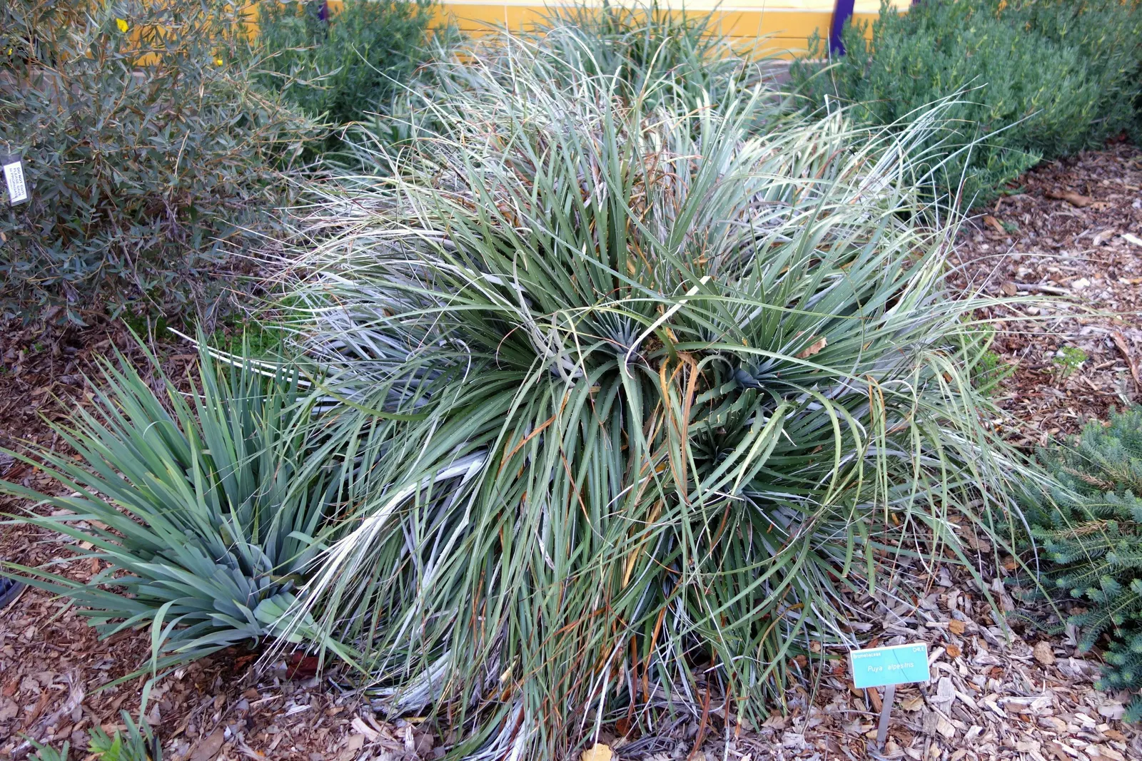 Sapphire Tower (Puya Alpestris) — the Sapphire Tower is a remarkable addition to the discerning horticulturist's collection