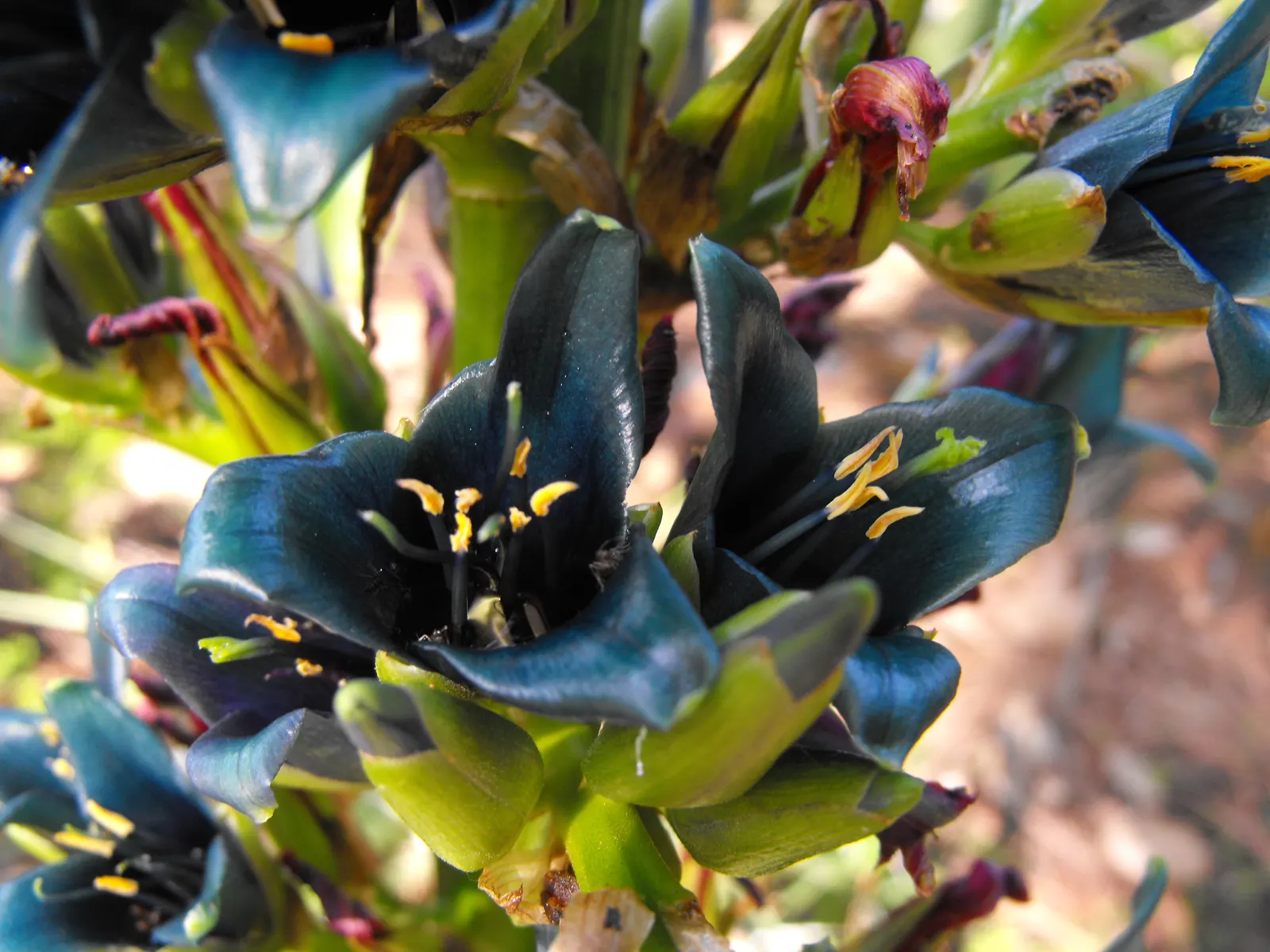 Sapphire Tower (Puya Alpestris) — As a member of the Bromeliaceae family, it boasts one of the most spectacular blooms in the plant kingdom; it's, image 65