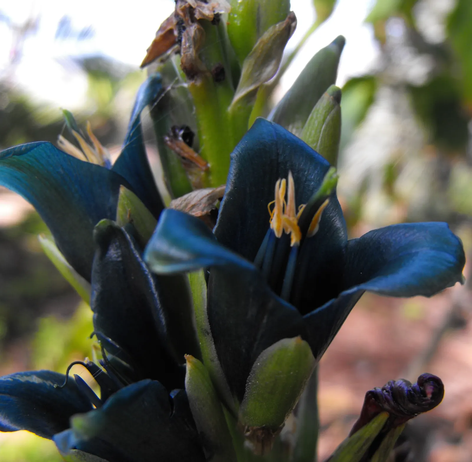 Sapphire Tower (Puya Alpestris) — Puya alpestris, commonly known as Sapphire Tower, is a striking evergreen perennial native to Chilean slopes, image 59
