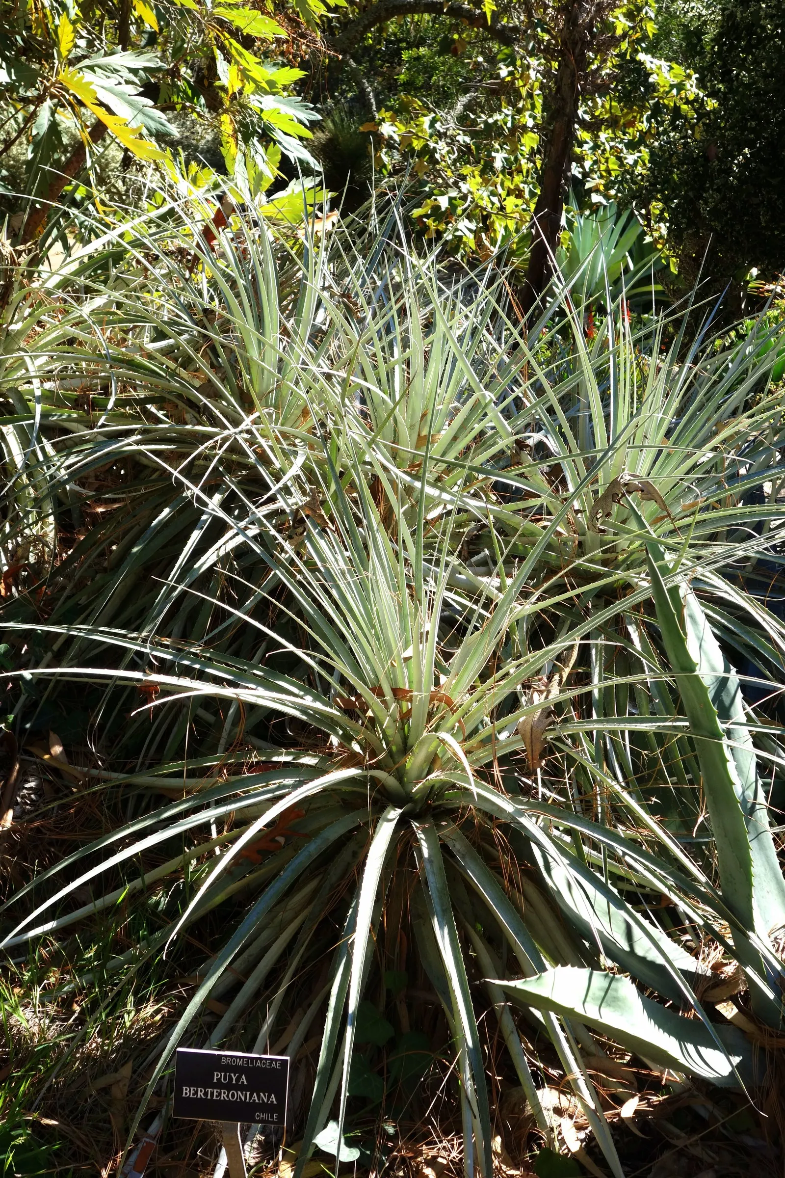 Sapphire Tower (Puya Alpestris) — As a member of the Bromeliaceae family, it boasts one of the most spectacular blooms in the plant kingdom; it's important to