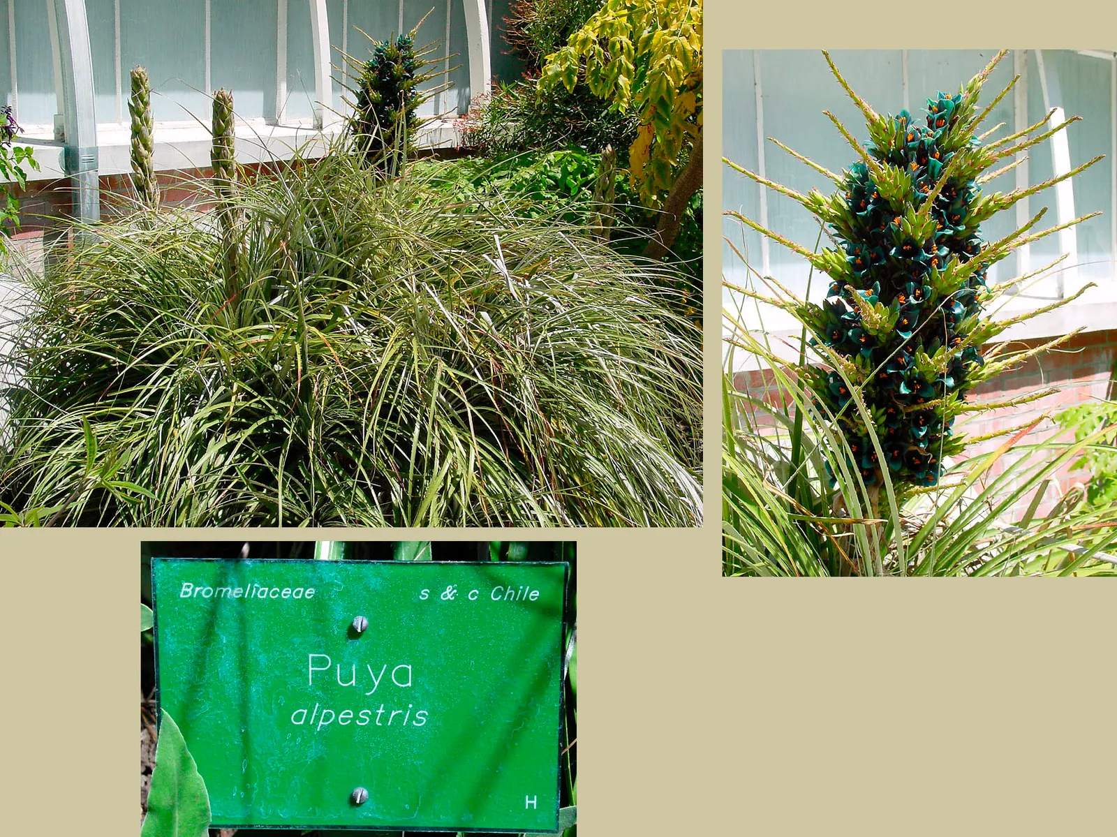 Sapphire Tower (Puya Alpestris) — is a strikingly unique perennial plant indigenous to the Chilean Andes