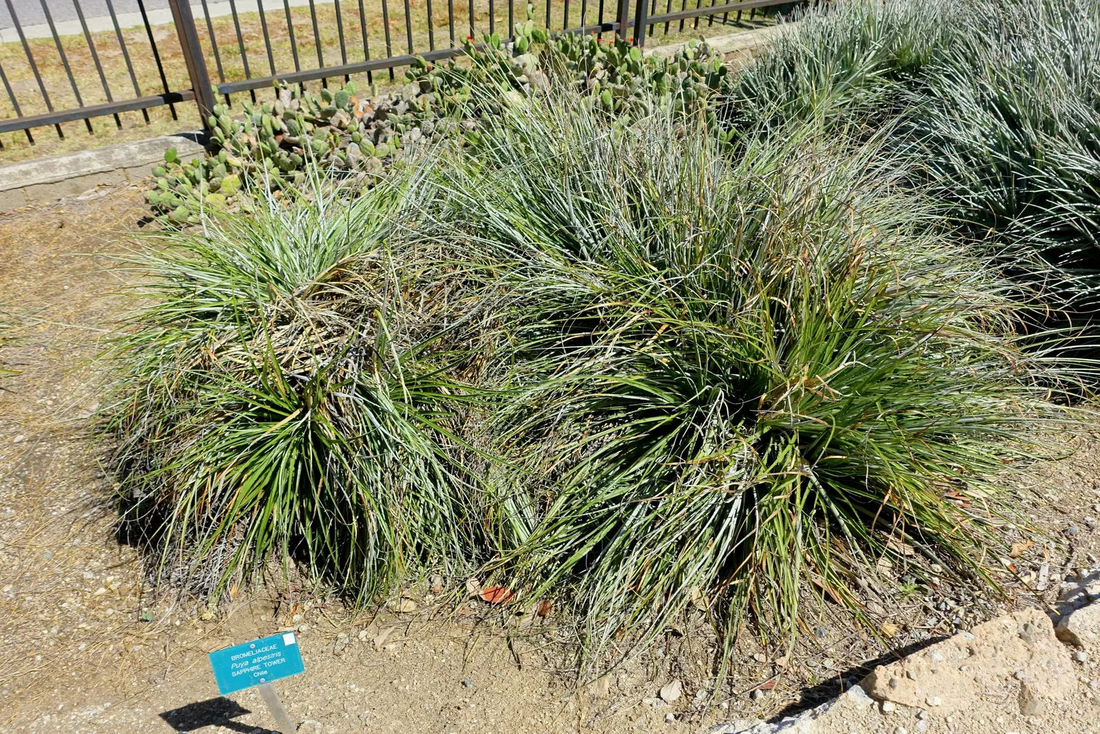 Sapphire Tower (Puya Alpestris) — succulent with blue and green blooms