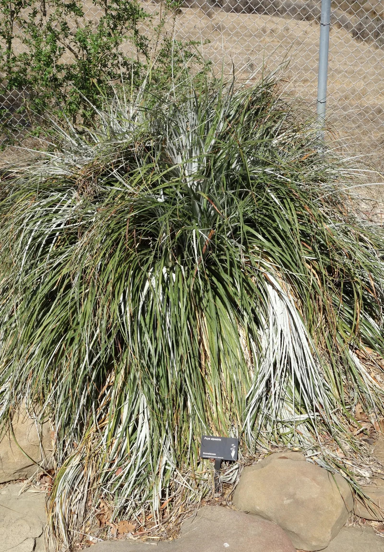 Sapphire Tower (Puya Alpestris) — The inflorescence holds numerous turquoise-blue flowers with bright orange anthers
