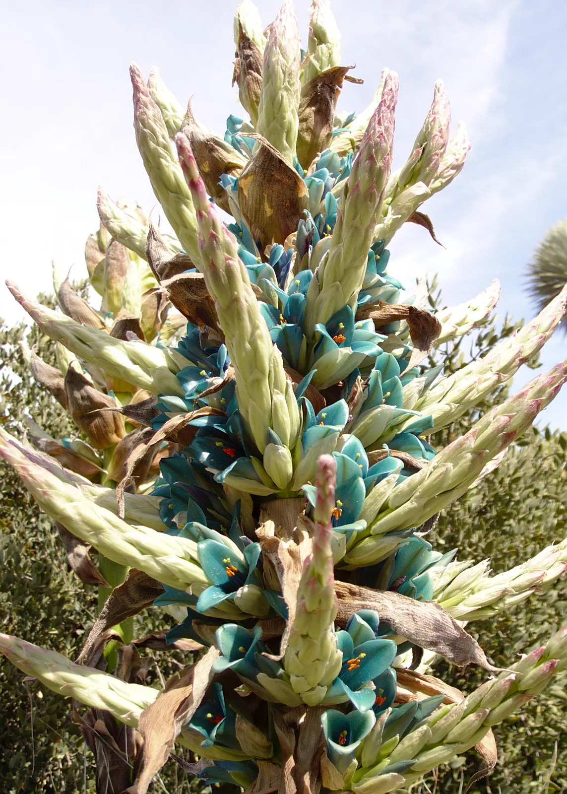 Sapphire Tower (Puya Alpestris) — These pointed leaves give it a dramatic