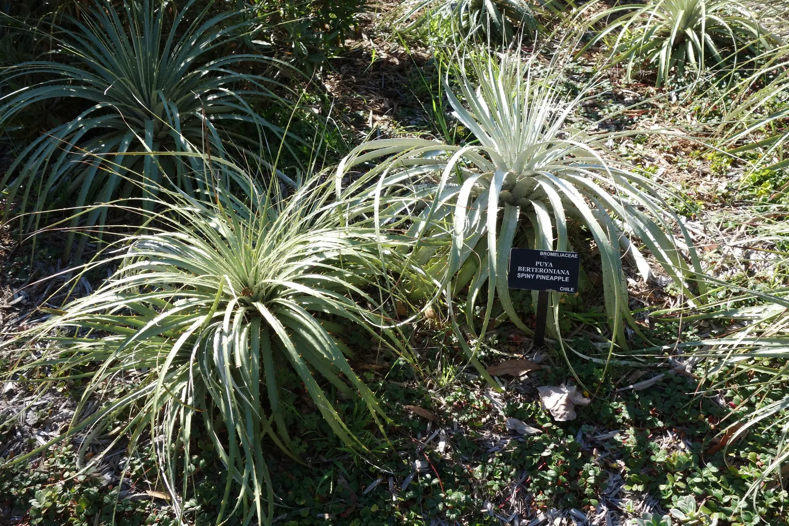 Sapphire Tower (Puya Alpestris) — and spiky leaves that can reach a width of up to 2 feet and a height between 1.5-3 feet; it features a rosette of narrow