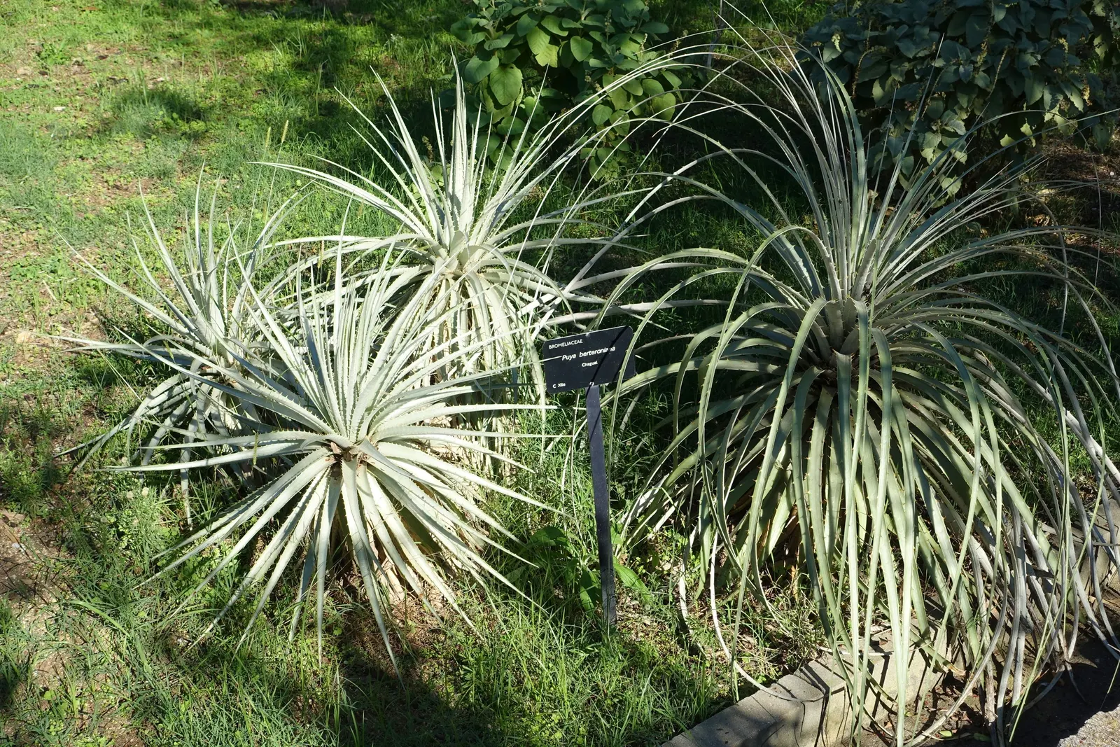 Sapphire Tower (Puya Alpestris) — the Sapphire Tower is a remarkable addition to the discerning horticulturist's collection; blue and green flowers in the