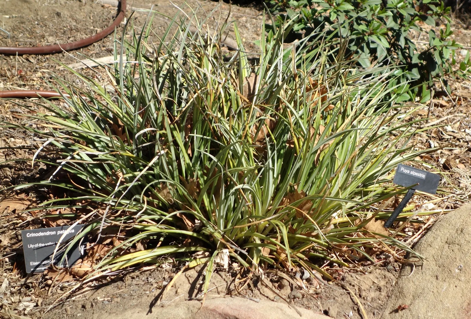 Sapphire Tower (Puya Alpestris) — the spectacle is well worth the wait.<br><br>As a xerophytic plant