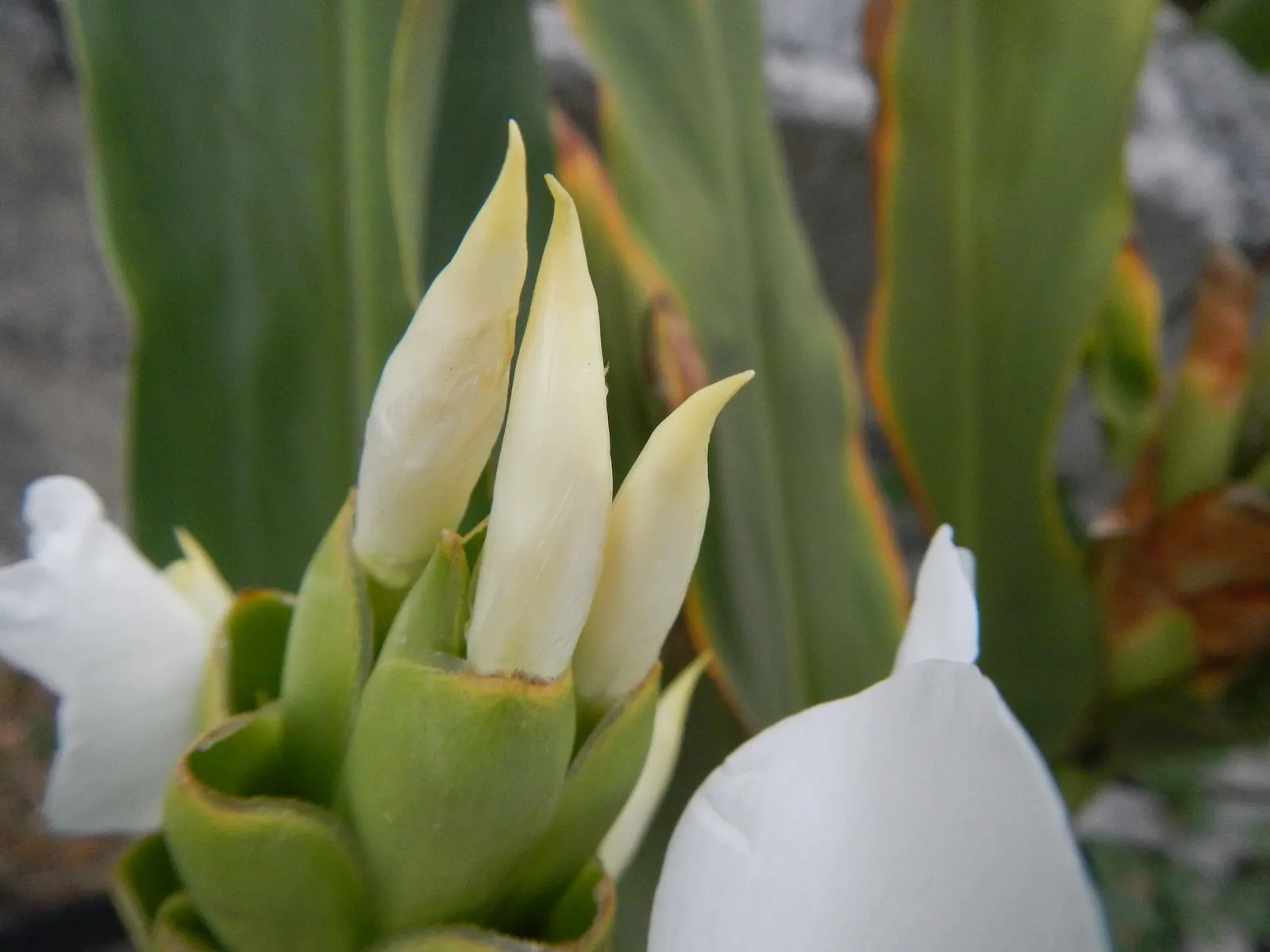 White Garland Lily (Hedychium Coronarium) — minimizing the risk of fungal diseases.<br><br>Gardeners should note that while non-toxic to humans, image 99
