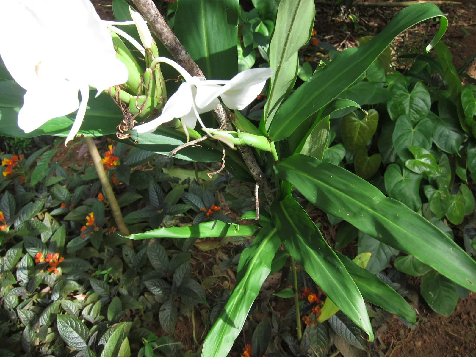 White Garland Lily (Hedychium Coronarium) — is a perennial plant that offers a touch of tropical elegance to any garden; and while it tolerates, image 58