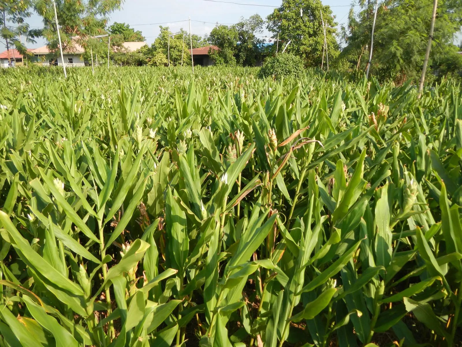 White Garland Lily (Hedychium Coronarium) — consistent moisture will ensure optimal growth and blooming; which are detrimental to its, image 66