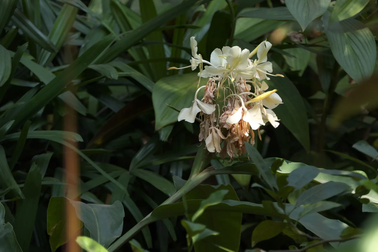 White Garland Lily (Hedychium Coronarium) — perennial with white blooms; it can be grown as a container plant and brought indoors over winter to, image 77