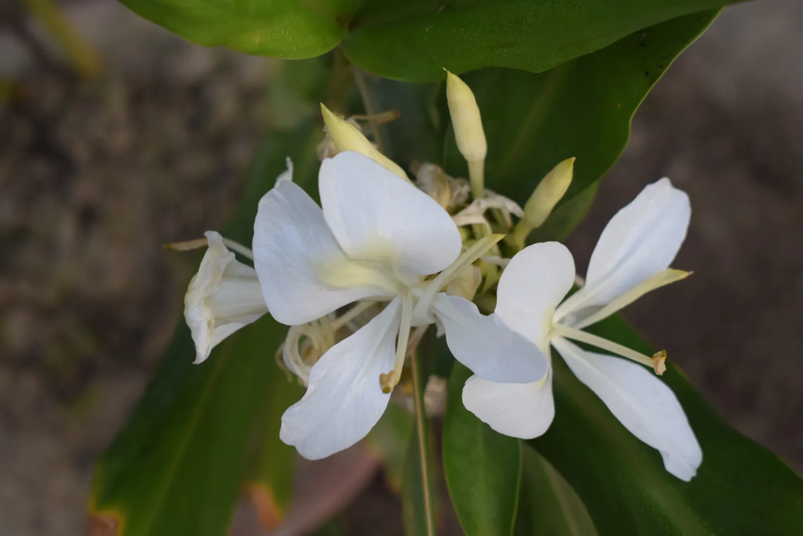 White Garland Lily (Hedychium Coronarium) — contributing a striking vertical element; butterfly-attracting flowers, image 112