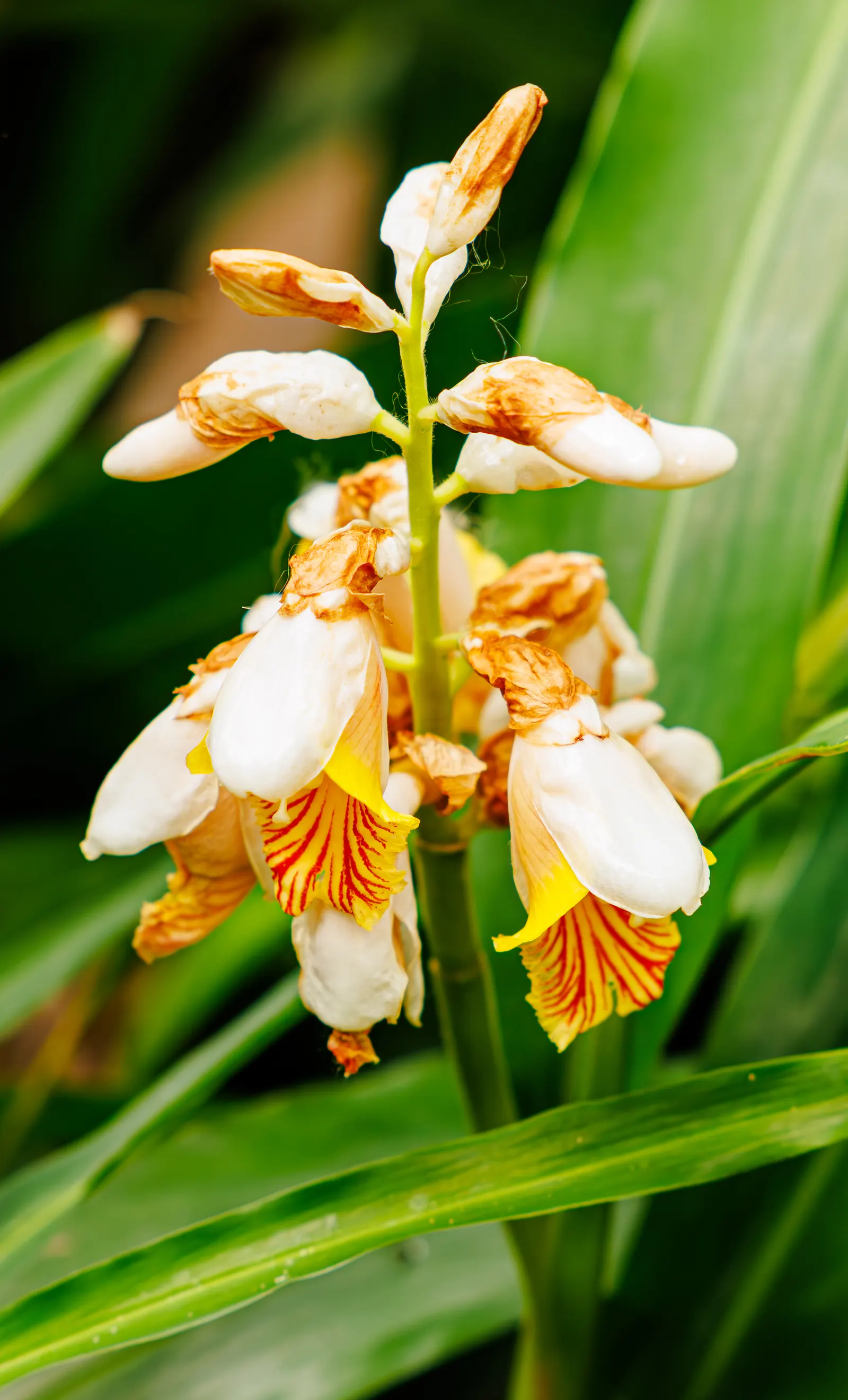 White Garland Lily (Hedychium Coronarium) — where their fragrance and white blossoms stand out in the evening light