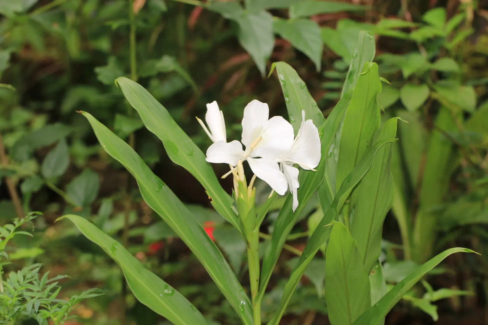 White Garland Lily (Hedychium Coronarium) — Plant in mass for visual impact or as an accent for exotic fragrance in the garden; perennial with, image 108