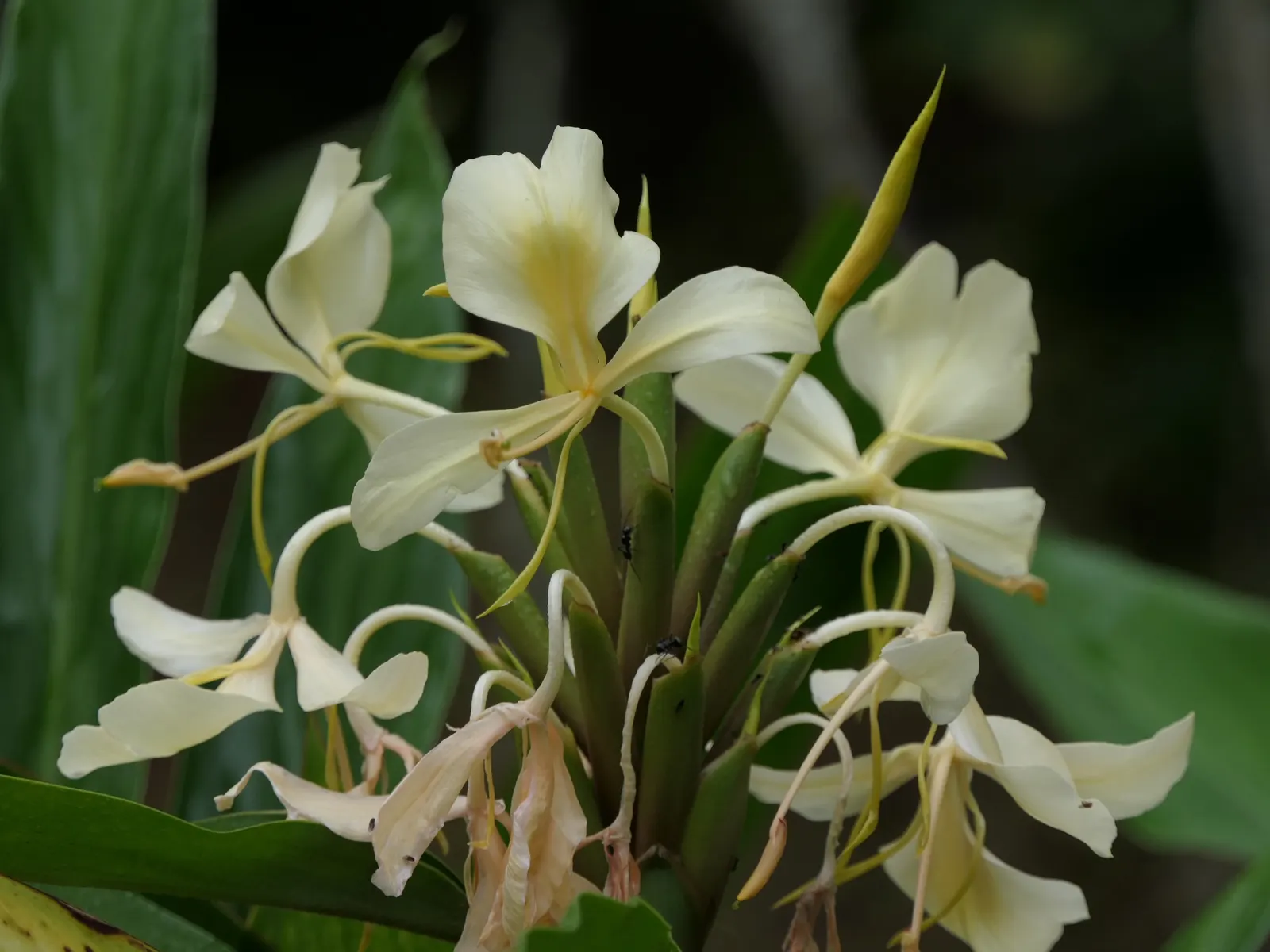 White Garland Lily (Hedychium Coronarium) — perennial with white blooms; it can be grown as a container plant and brought indoors over winter to, image 103