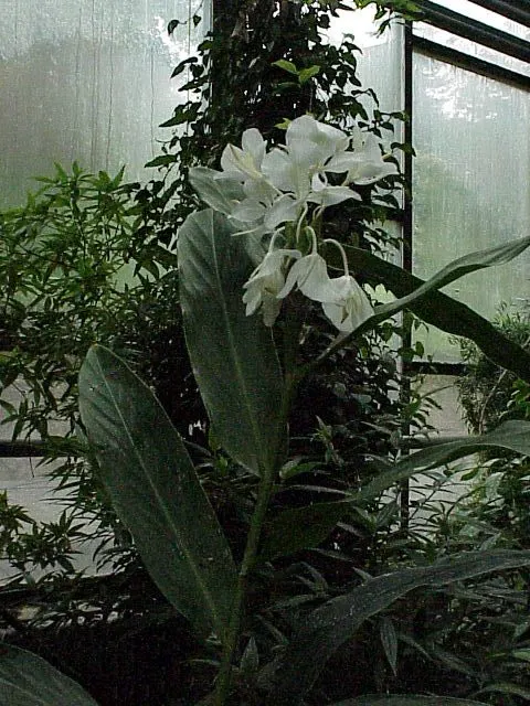 White Garland Lily (Hedychium Coronarium) — perennial for full or half or shade; and its rapid growth should be managed to prevent unwanted spread