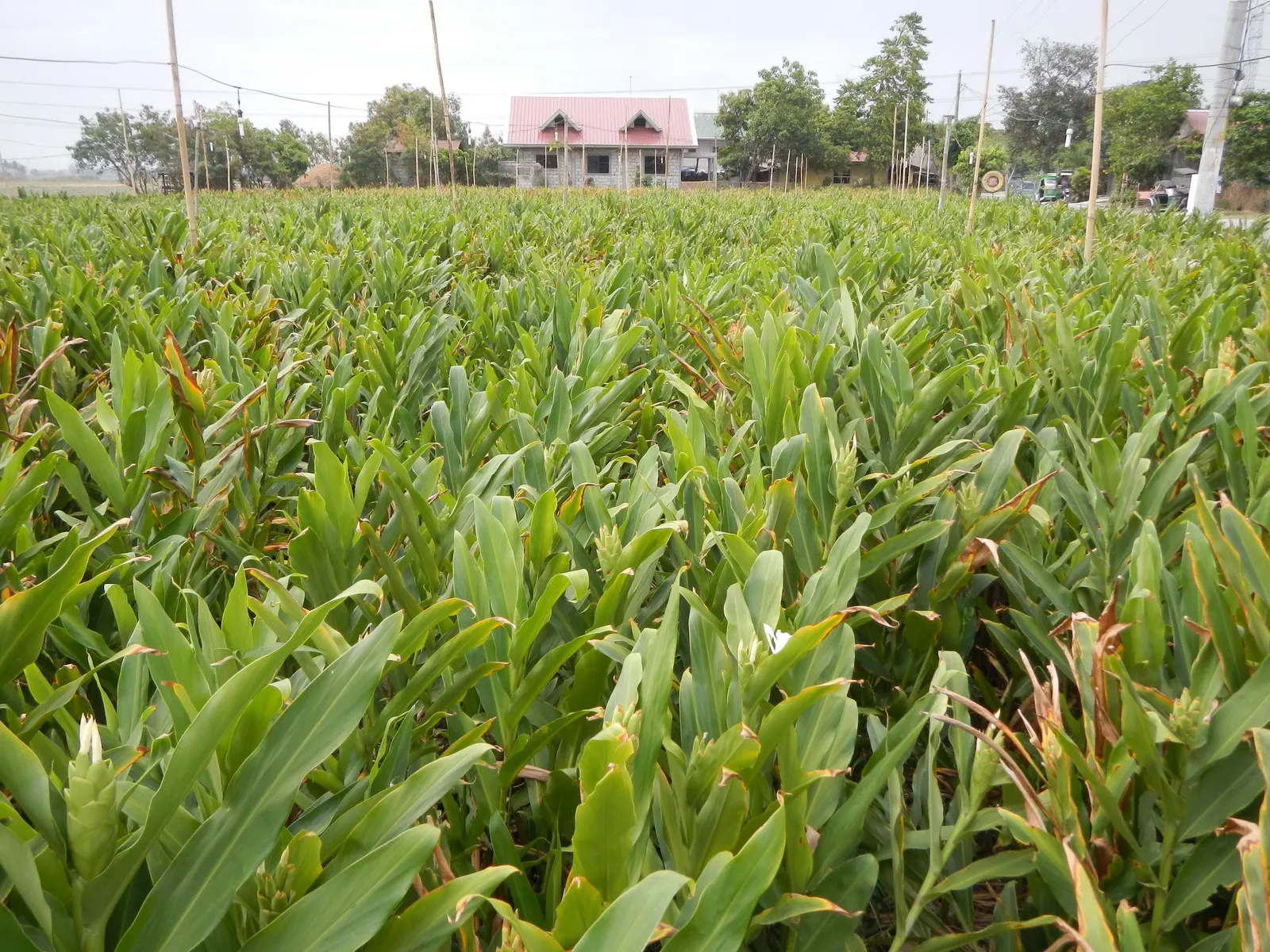 White Garland Lily (Hedychium Coronarium) — and its rapid growth should be managed to prevent unwanted spread; thriving in USDA zones 8-11, it, image 101