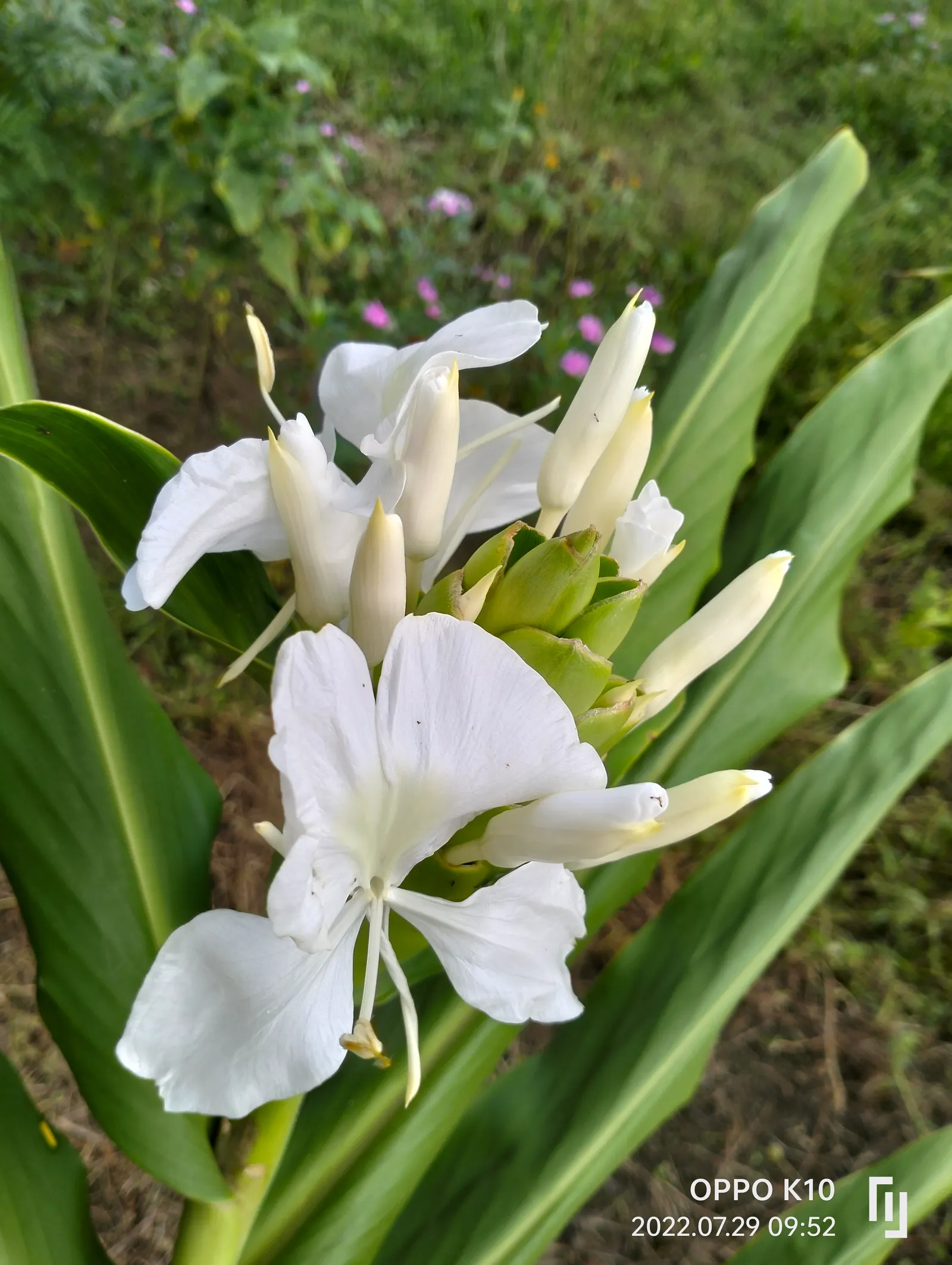White Garland Lily (Hedychium Coronarium) — They also excel as 'scent'sational borders or as an alluring focal point in a moon garden