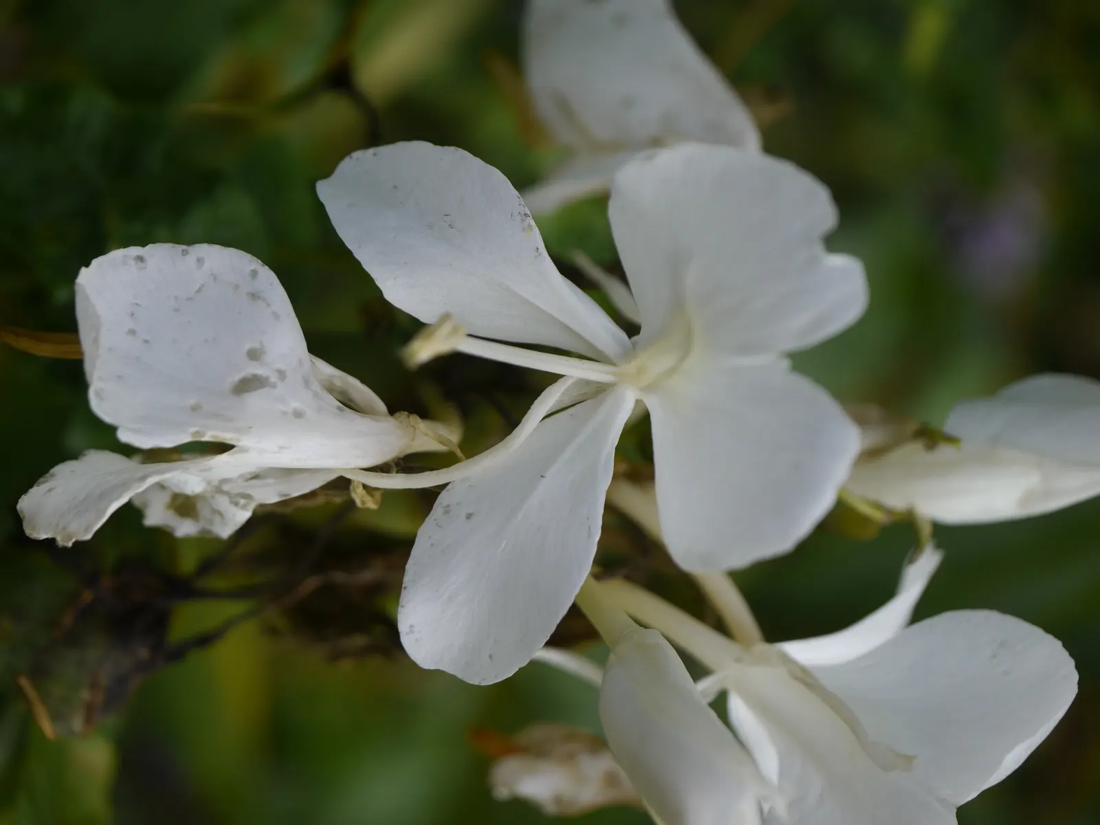 White Garland Lily (Hedychium Coronarium) — white flowers in the garden; the foliage of this plant is equally impressive