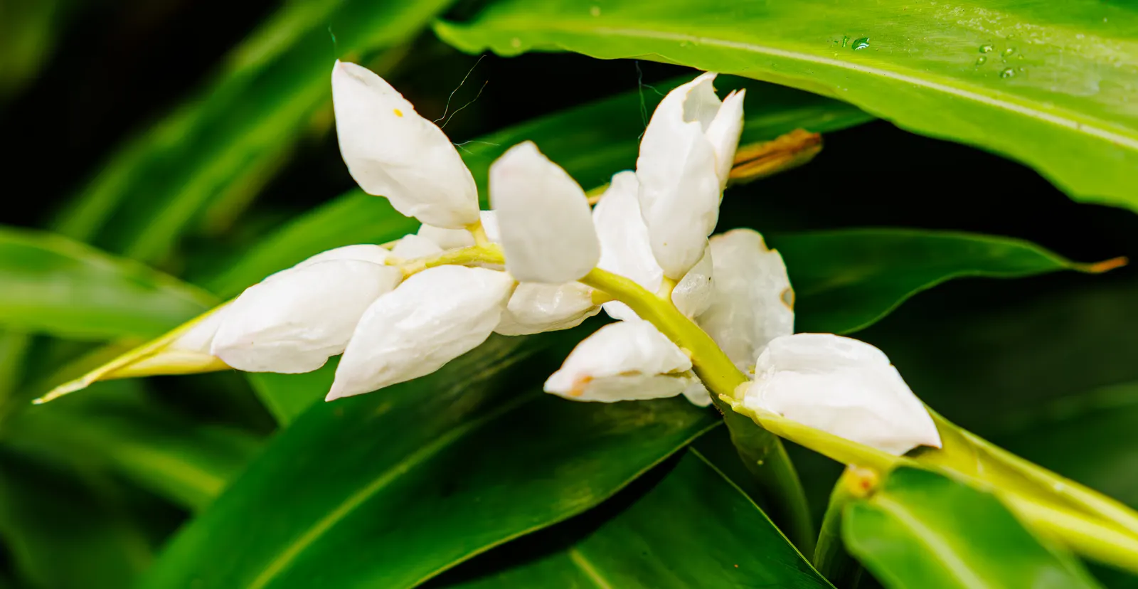 White Garland Lily (Hedychium Coronarium) — In areas with cooler climates