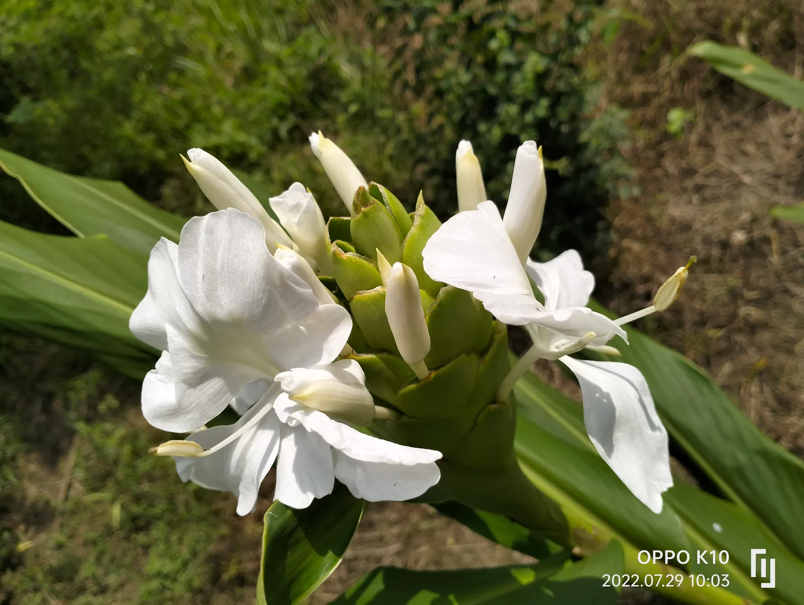 White Garland Lily (Hedychium Coronarium) — scientifically known as Hedychium coronarium; is a perennial plant that offers a touch of tropical elegance to any