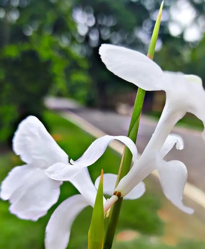 White Garland Lily (Hedychium Coronarium) — the White Garland Lily thrives in USDA zones 8 through 11; in areas with cooler climates