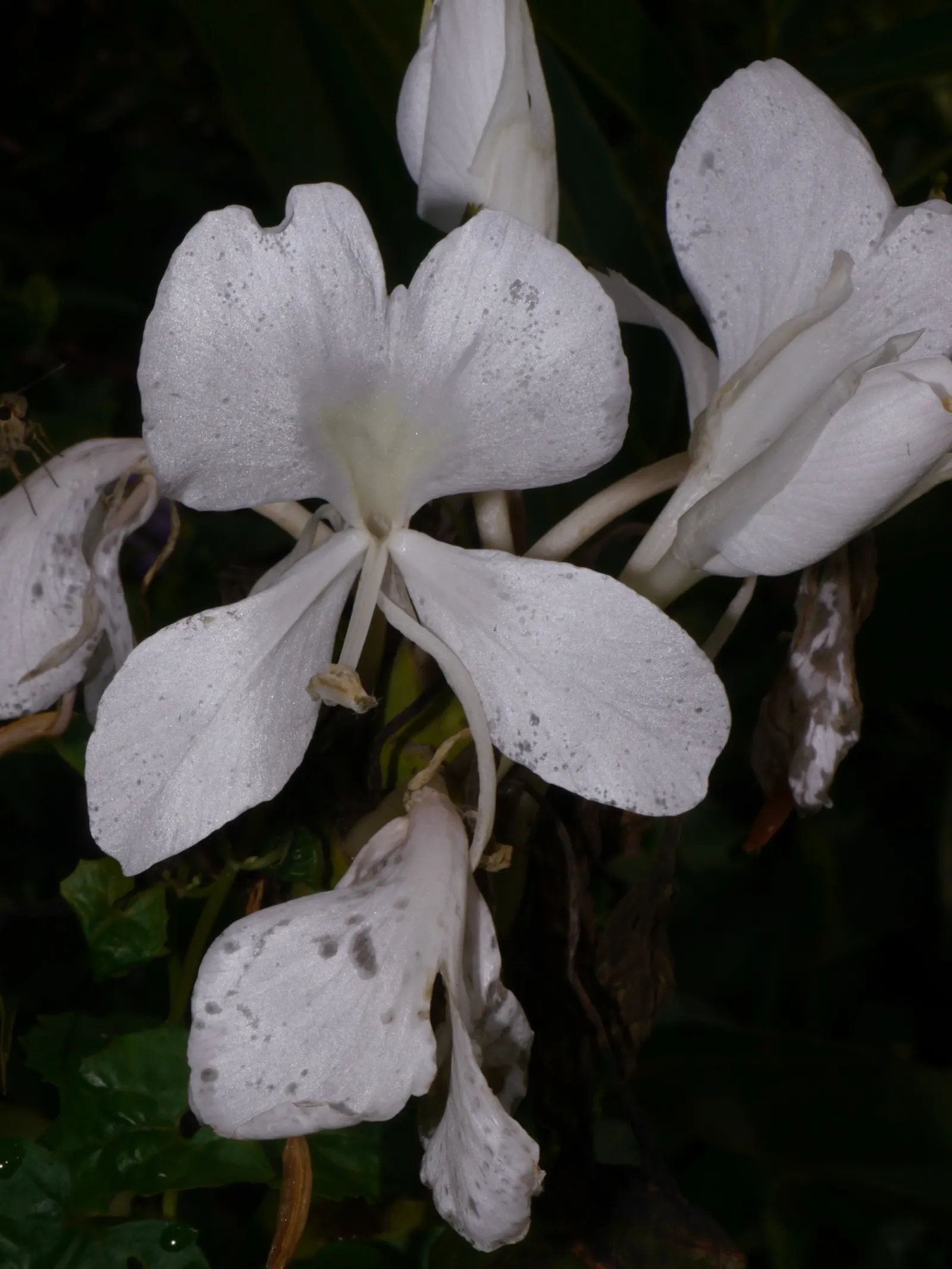 White Garland Lily (Hedychium Coronarium) — and while it tolerates some dry spells