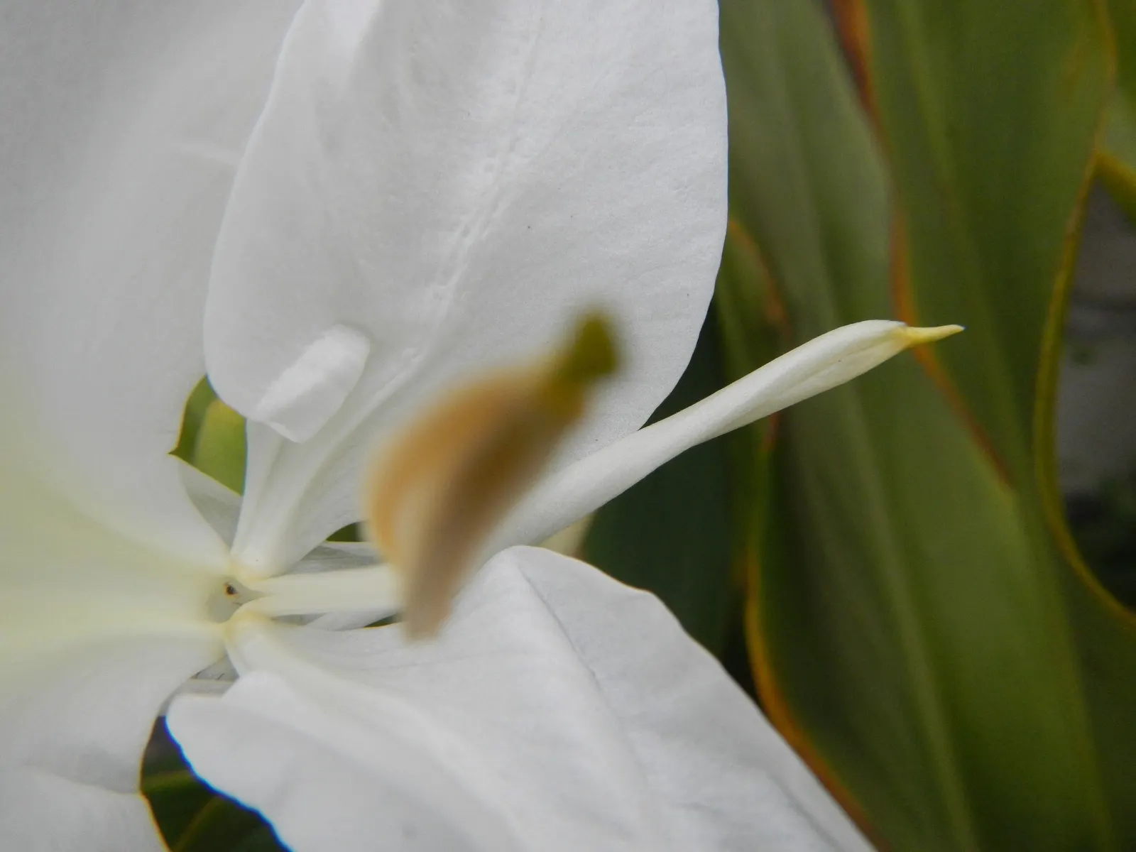 White Garland Lily (Hedychium Coronarium) — The foliage of this plant is equally impressive; contributing a striking vertical element, image 61