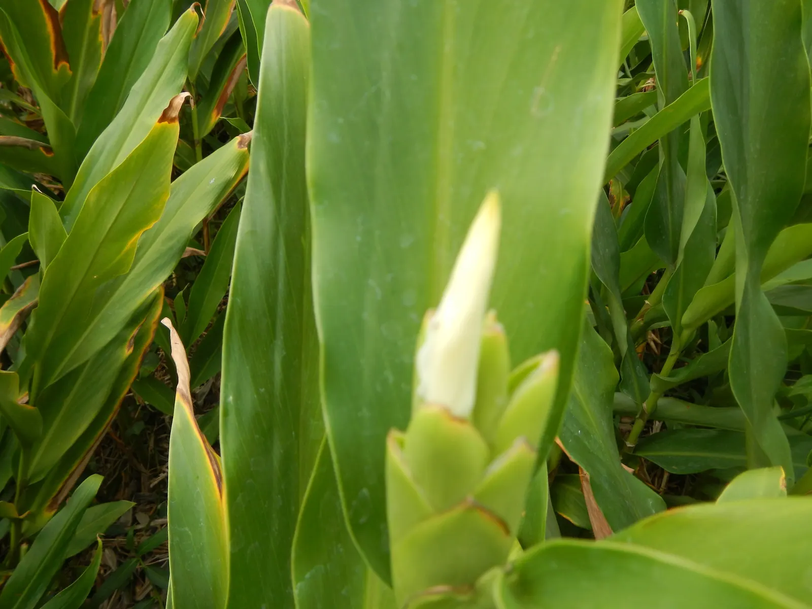 White Garland Lily (Hedychium Coronarium) — and its rapid growth should be managed to prevent unwanted spread; thriving in USDA zones 8-11, it, image 75