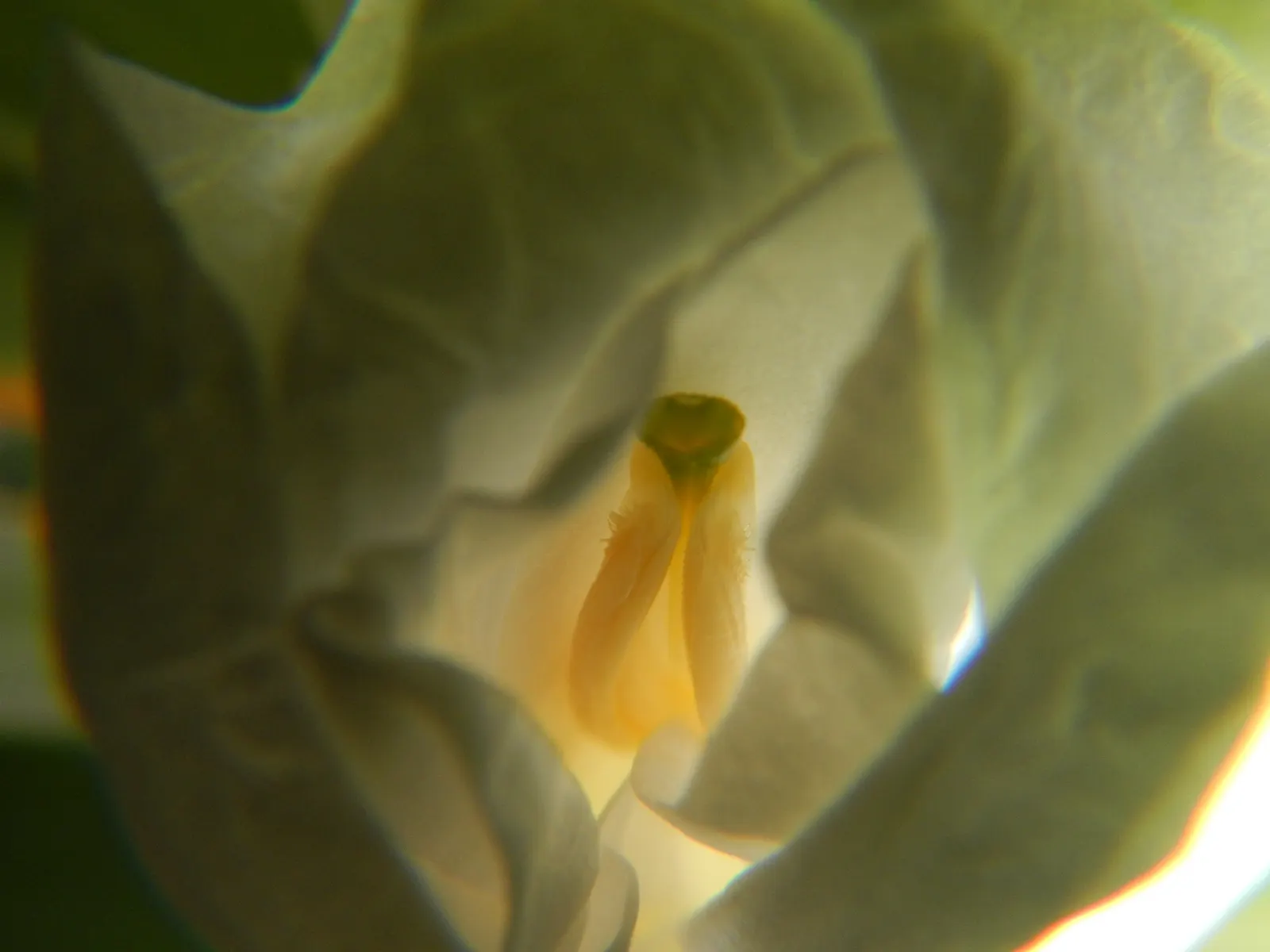 White Garland Lily (Hedychium Coronarium) — and while it tolerates some dry spells; the White Garland Lily thrives in USDA zones 8 through 11, image 65