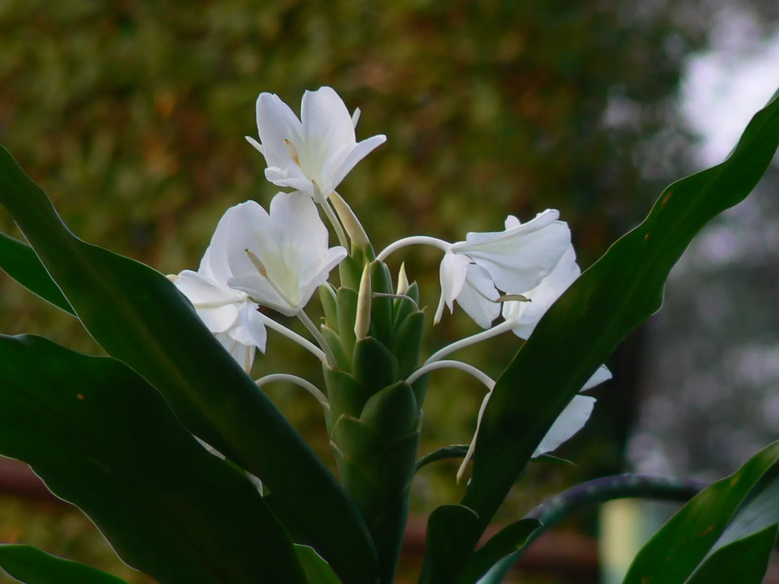 White Garland Lily (Hedychium Coronarium) — scientifically known as Hedychium coronarium