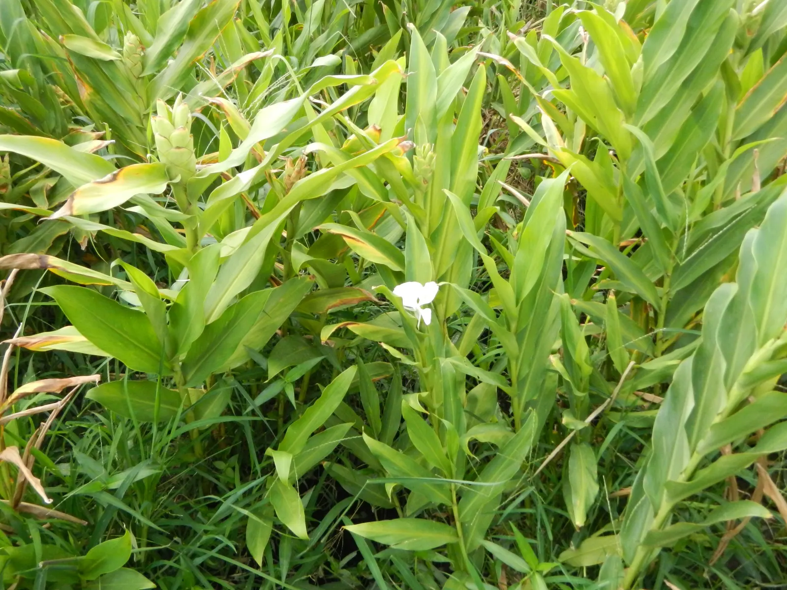 White Garland Lily (Hedychium Coronarium) — requiring a planting site that provides full to partial sunlight; the White Garland Lily is considered, image 89